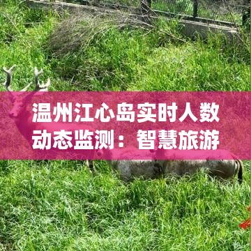 温州江心岛实时人数动态监测：智慧旅游新篇章