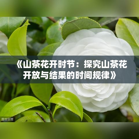 百鸟归巢 第3页