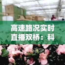 高速路况实时直播双桥：科技助力安全出行