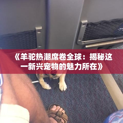 《羊驼热潮席卷全球：揭秘这一新兴宠物的魅力所在》