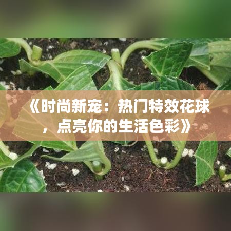 《时尚新宠：热门特效花球，点亮你的生活色彩》
