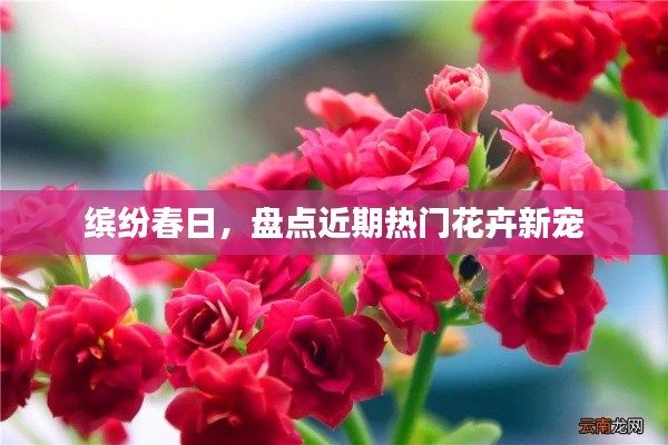 缤纷春日，盘点近期热门花卉新宠