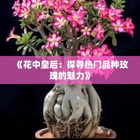 《花中皇后：探寻热门品种玫瑰的魅力》