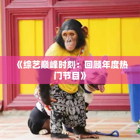 《综艺巅峰时刻：回顾年度热门节目》
