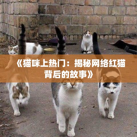 《猫咪上热门：揭秘网络红猫背后的故事》