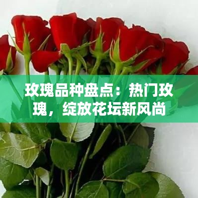 玫瑰品种盘点：热门玫瑰，绽放花坛新风尚