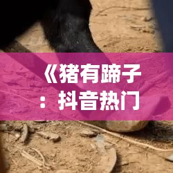 《猪有蹄子：抖音热门歌曲背后的故事与魅力》