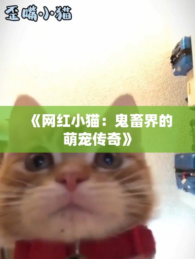 《网红小猫：鬼畜界的萌宠传奇》