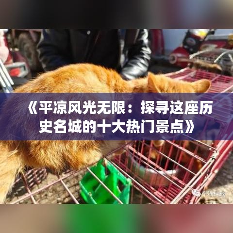《平凉风光无限：探寻这座历史名城的十大热门景点》