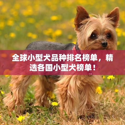 全球小型犬品种排名榜单，精选各国小型犬榜单！
