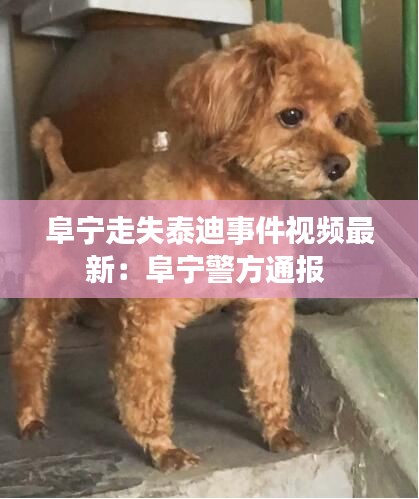 屦贱踊贵 第3页