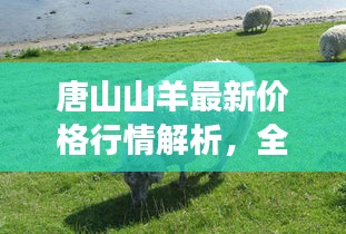 唐山山羊最新价格行情解析，全面了解市场行情！