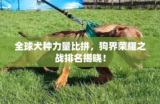 全球犬种力量比拼，狗界荣耀之战排名揭晓！