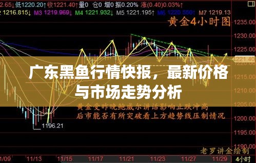 广东黑鱼行情快报，最新价格与市场走势分析