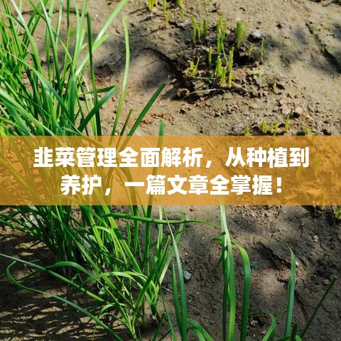韭菜管理全面解析，从种植到养护，一篇文章全掌握！