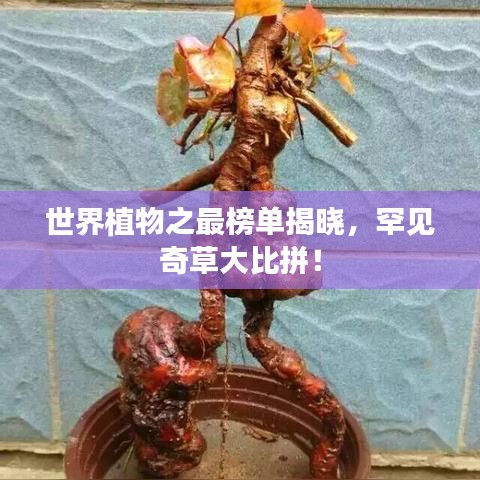 世界植物之最榜单揭晓，罕见奇草大比拼！