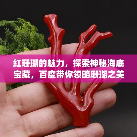红珊瑚的魅力，探索神秘海底宝藏，百度带你领略珊瑚之美！