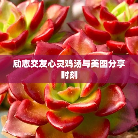 励志交友心灵鸡汤与美图分享时刻