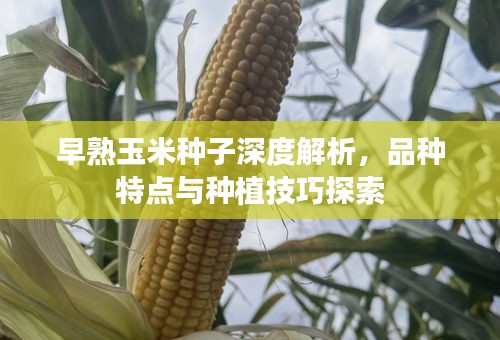 早熟玉米种子深度解析，品种特点与种植技巧探索