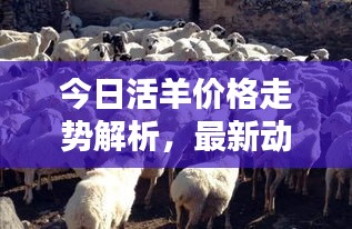 今日活羊价格走势解析，最新动态，洞悉涨跌趋势！