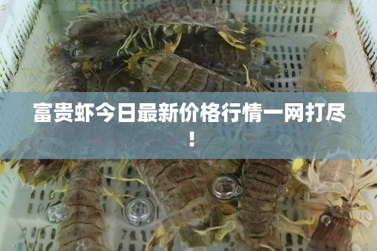 富贵虾今日最新价格行情一网打尽！