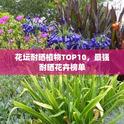 花坛耐晒植物TOP10，最强耐晒花卉榜单