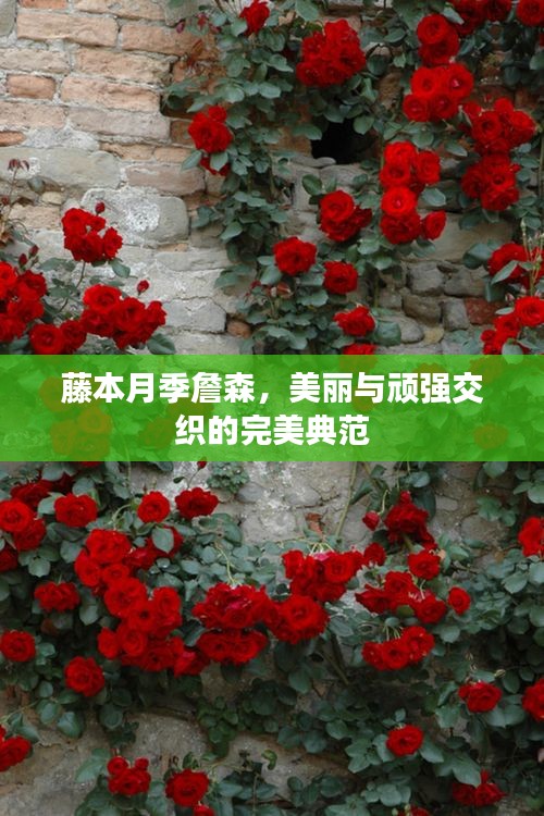 藤本月季詹森，美丽与顽强交织的完美典范