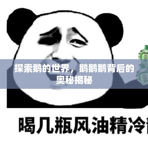 探索鹅的世界，鹅鹅鹅背后的奥秘揭秘