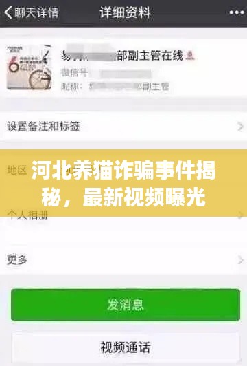 河北养猫诈骗事件揭秘，最新视频曝光