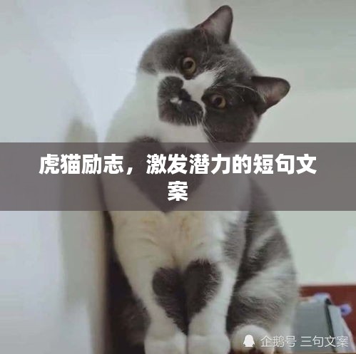 虎猫励志，激发潜力的短句文案