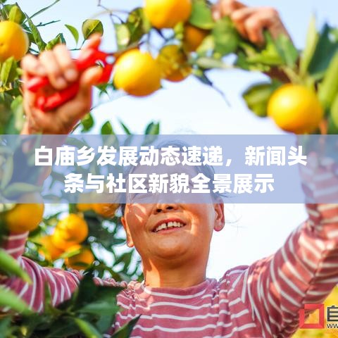 白庙乡发展动态速递，新闻头条与社区新貌全景展示