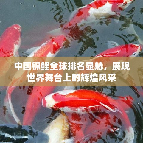 中国锦鲤全球排名显赫，展现世界舞台上的辉煌风采