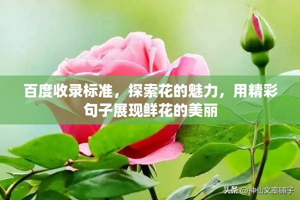 百度收录标准，探索花的魅力，用精彩句子展现鲜花的美丽