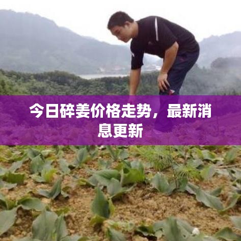 今日碎姜价格走势，最新消息更新