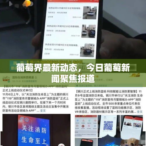 葡萄界最新动态，今日葡萄新闻聚焦报道
