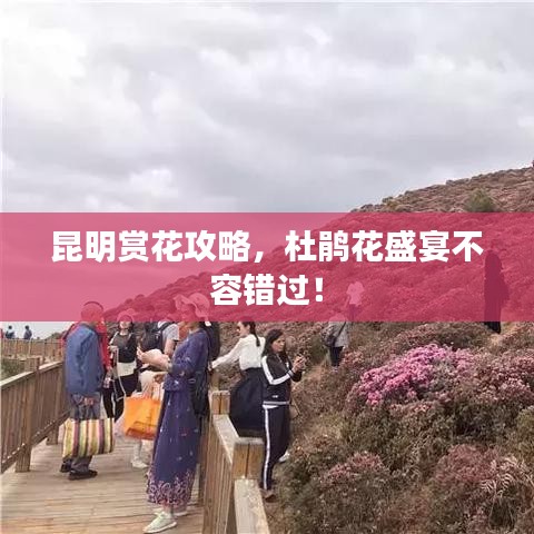 昆明赏花攻略，杜鹃花盛宴不容错过！