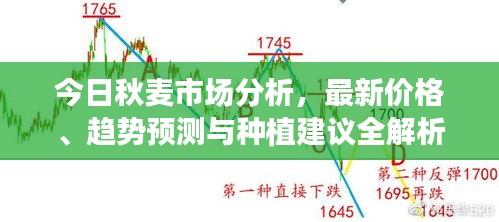 今日秋麦市场分析，最新价格、趋势预测与种植建议全解析