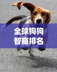 全球狗狗智商排名大揭秘，最新排名变化不容错过！