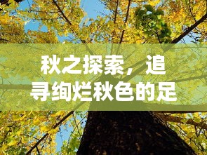 秋之探索，追寻绚烂秋色的足迹