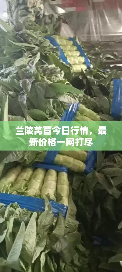 兰陵莴苣今日行情，最新价格一网打尽