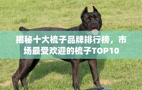 揭秘十大梳子品牌排行榜，市场最受欢迎的梳子TOP10