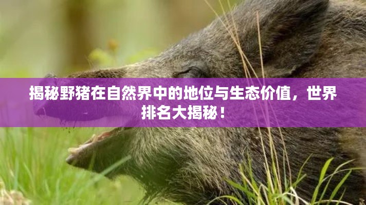揭秘野猪在自然界中的地位与生态价值，世界排名大揭秘！