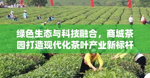 绿色生态与科技融合，商城茶园打造现代化茶叶产业新标杆新闻头条