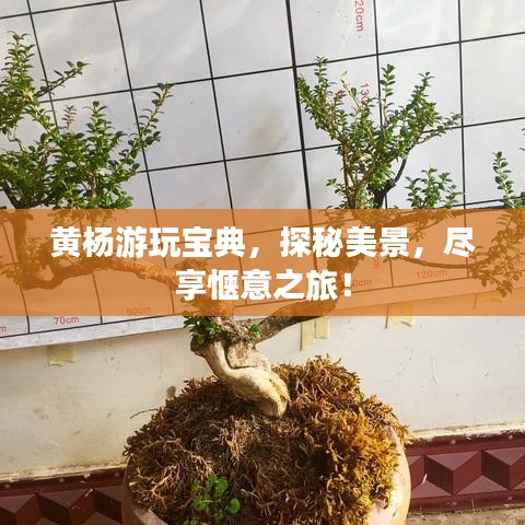 黄杨游玩宝典，探秘美景，尽享惬意之旅！