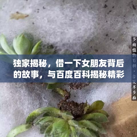 独家揭秘，借一下女朋友背后的故事，与百度百科揭秘精彩碰撞！
