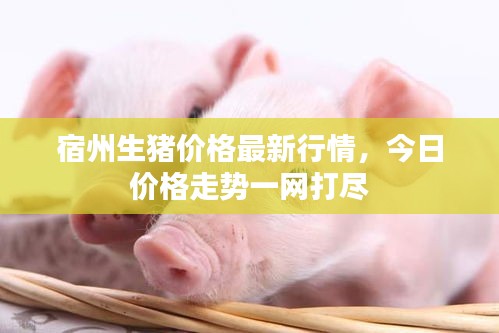 常见问题 第13页