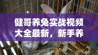 健哥养兔实战视频大全最新，新手养兔指南，从入门到精通！