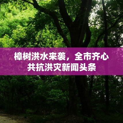 樟树洪水来袭，全市齐心共抗洪灾新闻头条