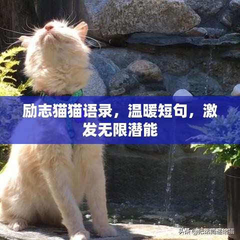 励志猫猫语录，温暖短句，激发无限潜能