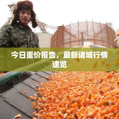 今日蛋价报告，最新诸城行情速览